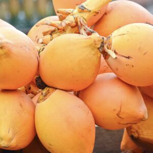 King coconut nuts