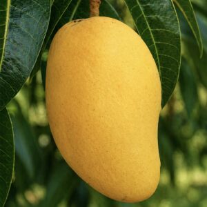 TJC Mango