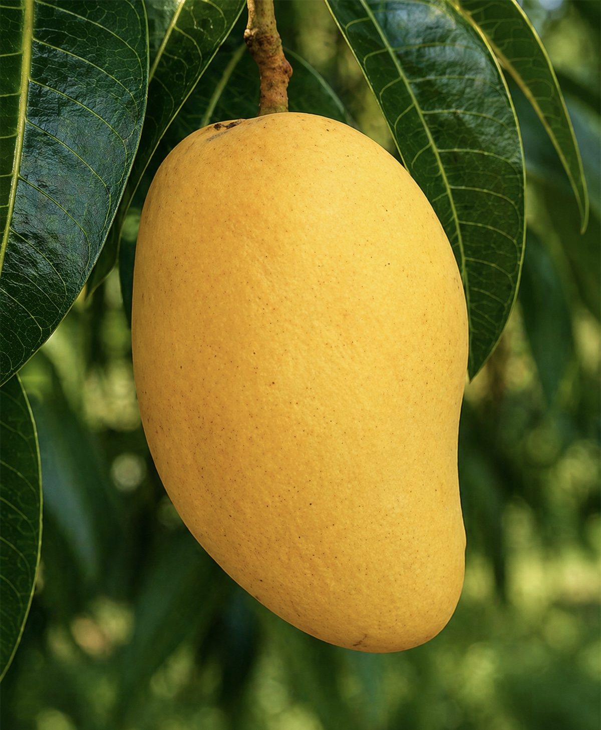 TJC Mango