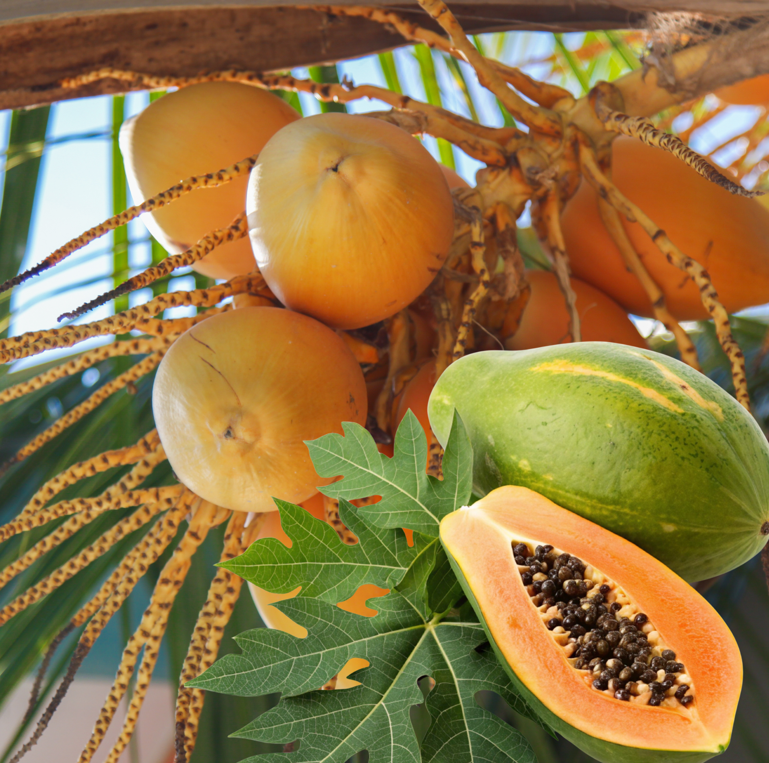 Tropical fruits and beverages